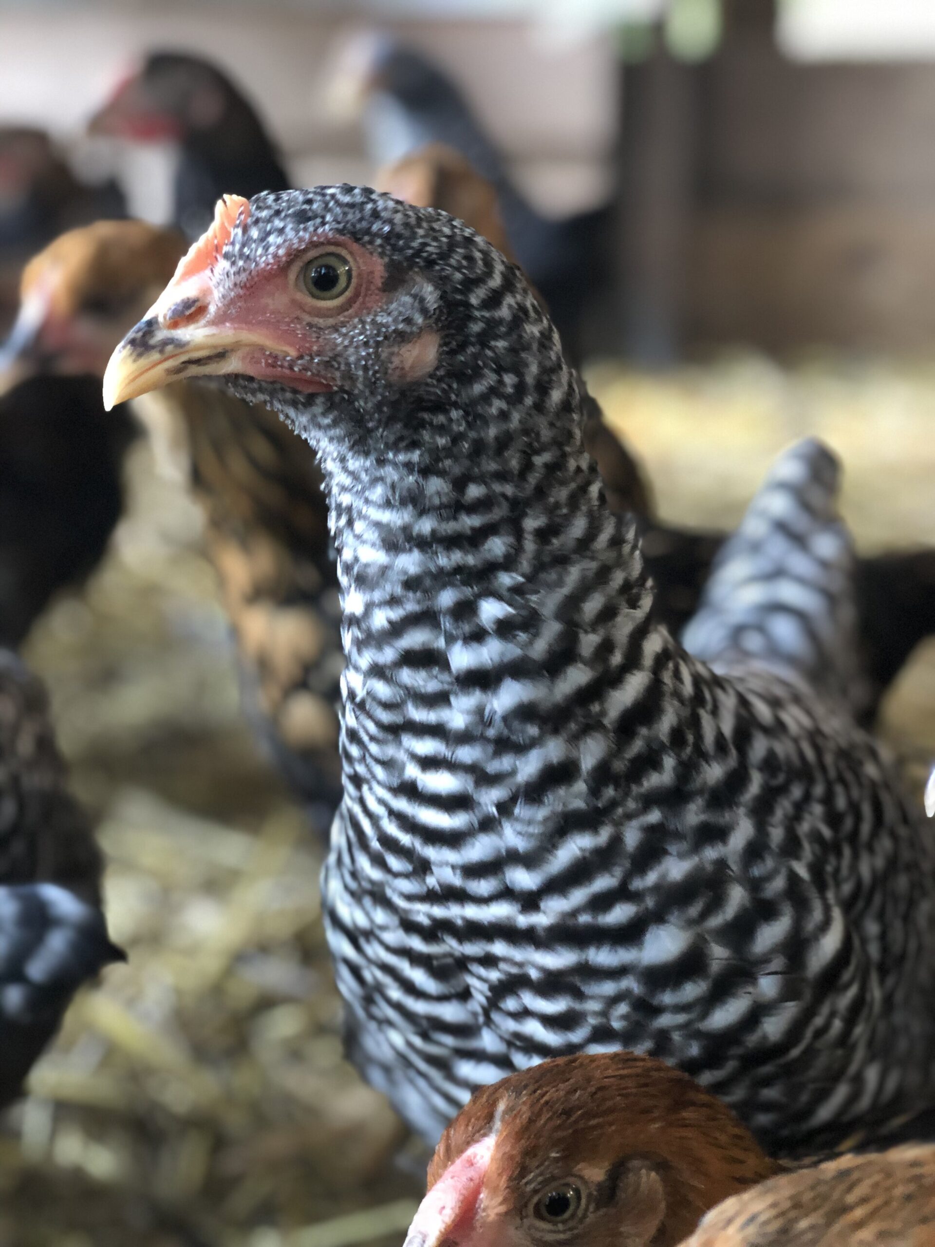 Close-up of a Barred Plymouth Rock chicken with distinctive black and white striped feathers, surrounded by other chickens in a barn setting, showcasing the natural habitat of poultry farming.