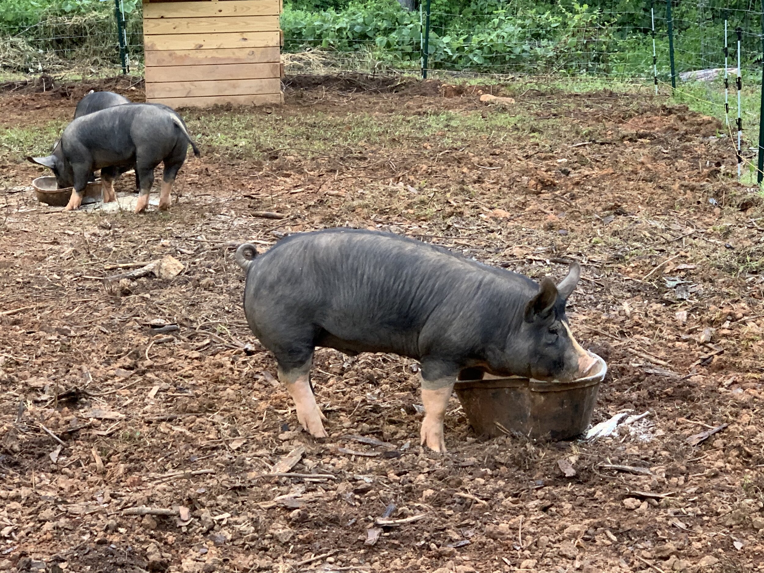 A group of pigs foraging in a farmyard, with one pig eating from a bucket while others graze nearby, surrounded by a rustic landscape and wooden structures.